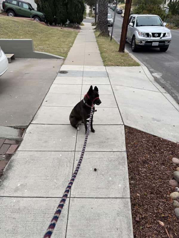 A picture of a black dog named Bowie sitting, taken on May 30 2025 at 6:45 am